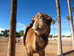 Thumbnail image for Camel Drawing Contest and Merchandise for Sale